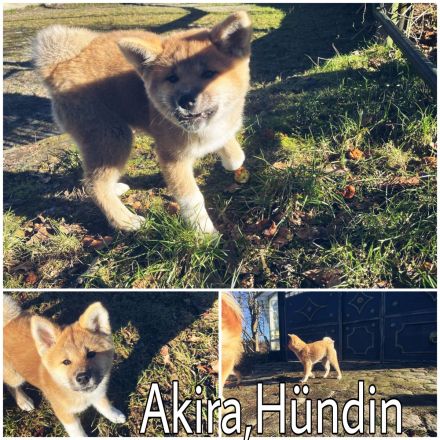 Akita Inu Welpen, 14 Wochen
