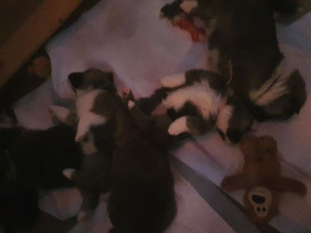 Akita Inu Welpen, 14 Wochen