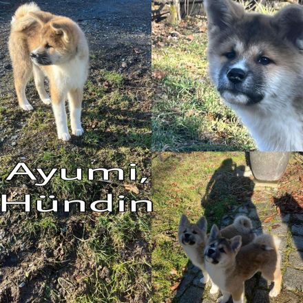 Akita Inu Welpen, 14 Wochen