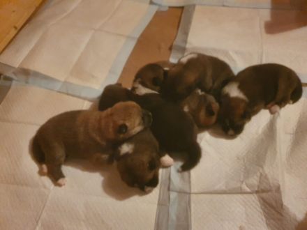 Akita Inu Welpen, 14 Wochen