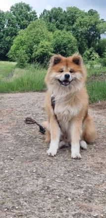 Akita Inu Welpen, 14 Wochen