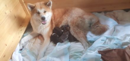 Akita Inu Welpen, 14 Wochen