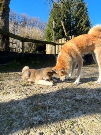 Akita Inu Welpen, 14 Wochen