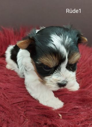 Biewer Yorkshire Terrier Welpen