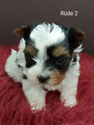 Biewer Yorkshire Terrier Welpen