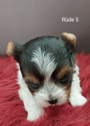 Biewer Yorkshire Terrier Welpen