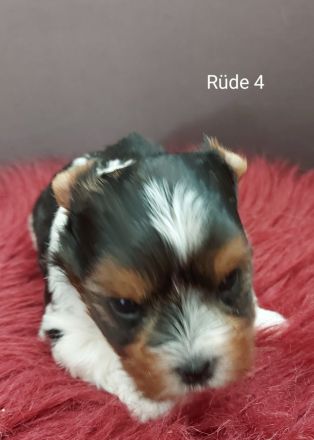 Biewer Yorkshire Terrier Welpen