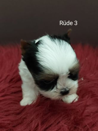 Biewer Yorkshire Terrier Welpen