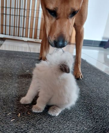 Neva Masquarade Babys mit Stammbaum