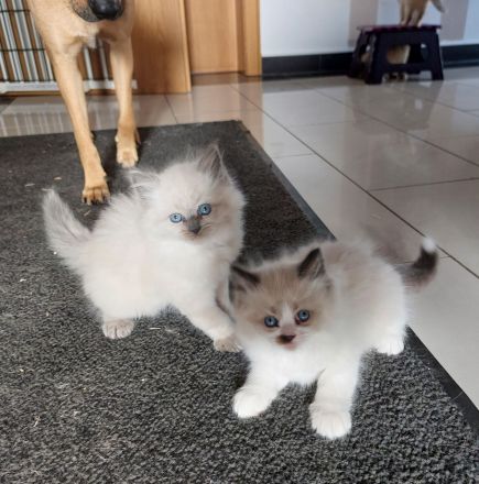 Neva Masquarade Babys mit Stammbaum