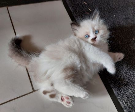 Neva Masquarade Babys mit Stammbaum