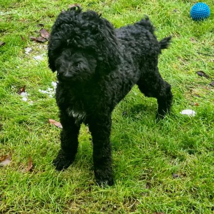 Großpudel Königspudel schwarz suchen ein zuhause