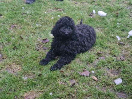 Großpudel Königspudel schwarz suchen ein zuhause