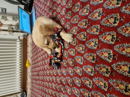 Golden Retriever Welpen