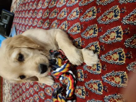 Golden Retriever Welpen