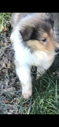 Süße Collie Welpen langhaar