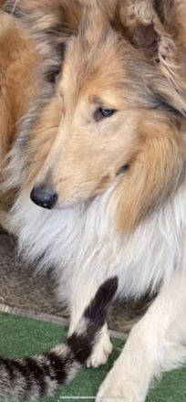 Süße Collie Welpen langhaar