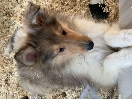 Süße Collie Welpen langhaar