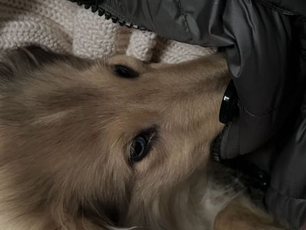 Süße Collie Welpen langhaar