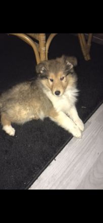 Süße Collie Welpen langhaar