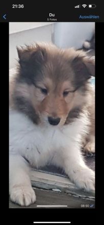 Süße Collie Welpen langhaar