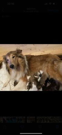 Süße Collie Welpen langhaar