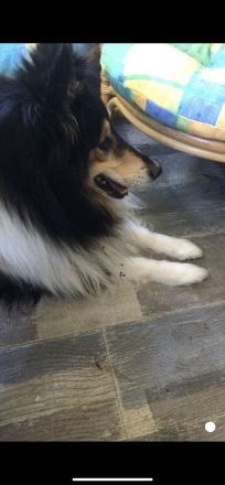 Süße Collie Welpen langhaar