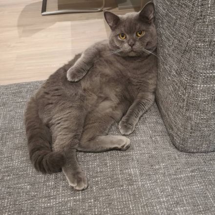 Deckkater BKH Britisch Kurzhaar