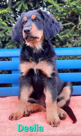 Hovawart Welpe mit Ahnentafel