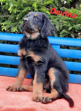 Hovawart Welpe mit Ahnentafel