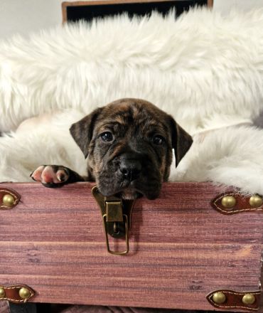 Old English-Frenchie-Pei Welpen