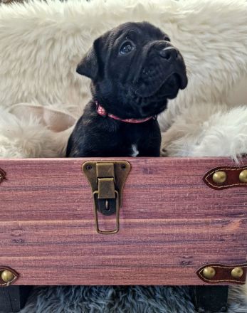 Old English-Frenchie-Pei Welpen