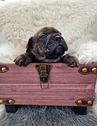 Old English-Frenchie-Pei Welpen