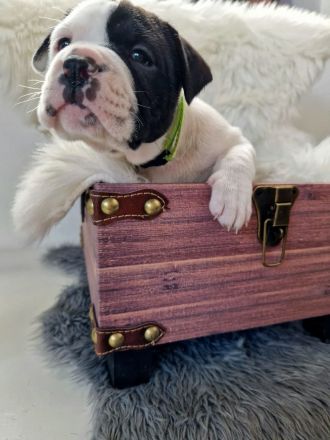 Old English-Frenchie-Pei Welpen