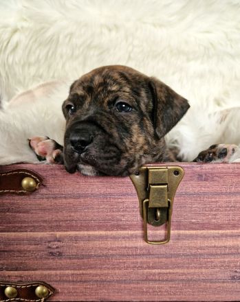 Old English-Frenchie-Pei Welpen