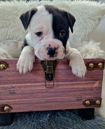 Old English-Frenchie-Pei Welpen