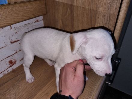 Jack Russel Dackel Mix