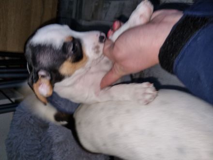 Jack Russel Dackel Mix