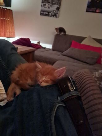 Main Coon Kitten