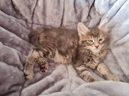 Main Coon Kitten