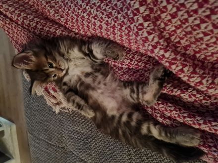 Main Coon Kitten