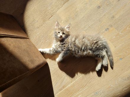 Main Coon Kitten