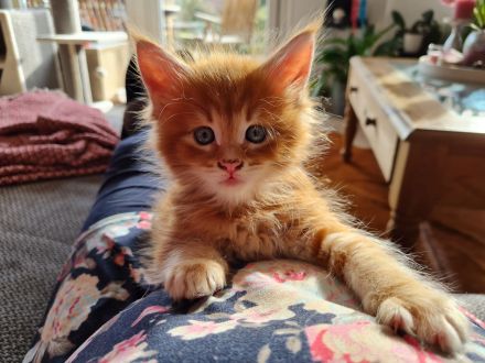 Main Coon Kitten