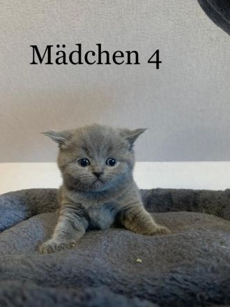 Reinrassige BKH Kitten