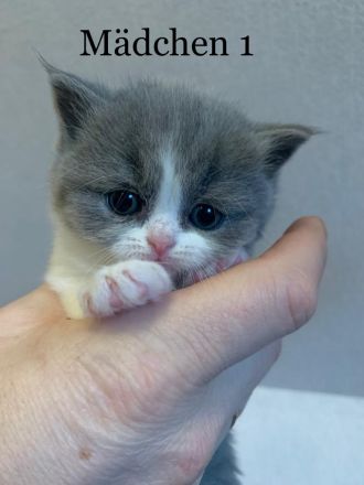Reinrassige BKH Kitten