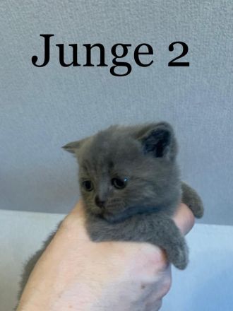 Reinrassige BKH Kitten