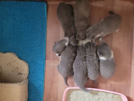 Reinrassige BKH Kitten