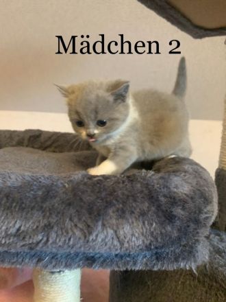 Reinrassige BKH Kitten