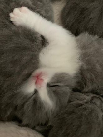 Reinrassige BKH Kitten