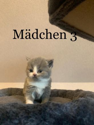 Reinrassige BKH Kitten